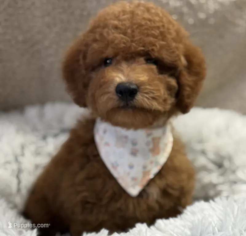 Preston – Poodle - Toy , Miniature Goldendoodle puppy for sale in Monee, IL