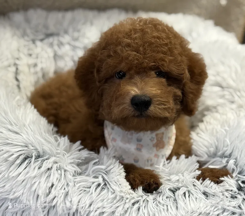 Preston – Poodle - Toy , Miniature Goldendoodle puppy for sale in Monee, IL