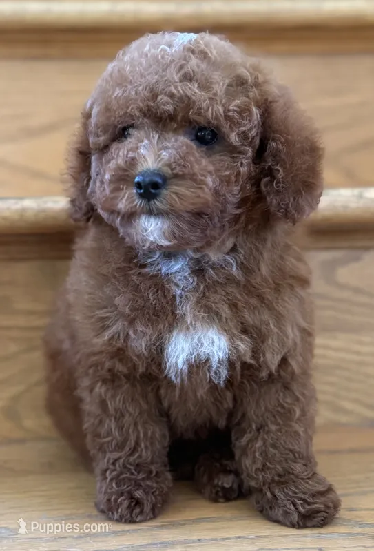 August AKC – Poodle - Toy  puppy for sale in Monee, IL