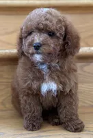 August AKC, a male Poodle - Toy  for sale in Monee, IL – 4 of 4