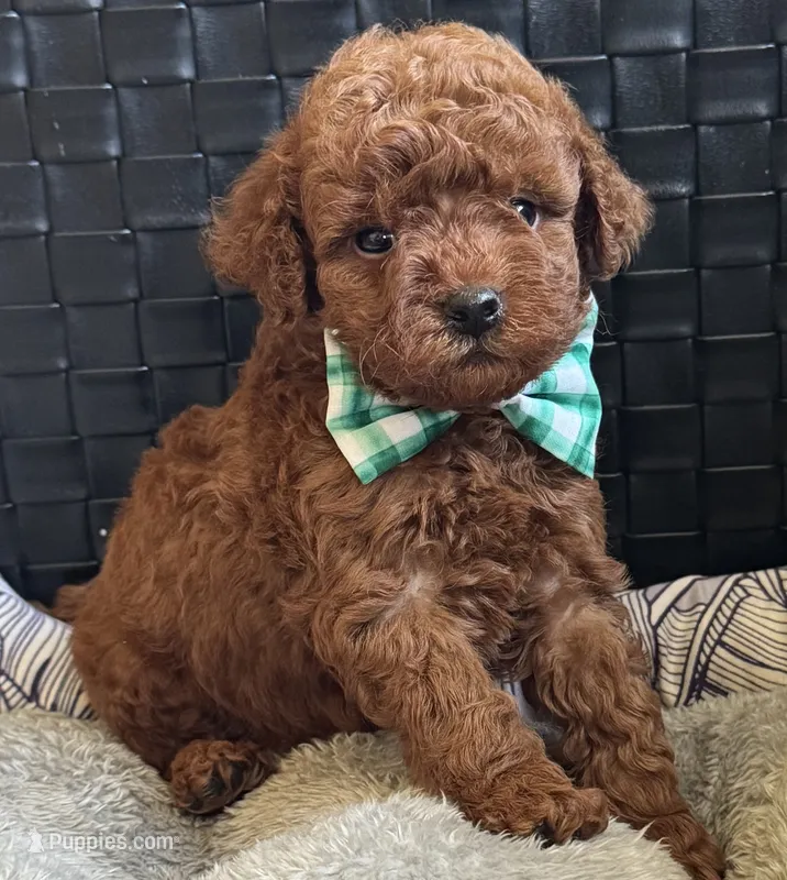 Piper – Poodle - Toy , Miniature Goldendoodle puppy for sale in Monee, IL