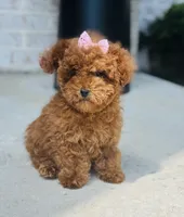 Kisses AKC, a female Poodle - Toy  for sale in Monee, IL – 1 of 5