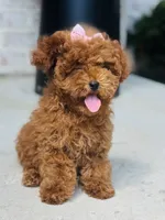 Kisses AKC, a female Poodle - Toy  for sale in Monee, IL – 3 of 5