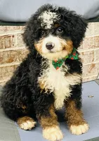 Benji, a male Poodle - Miniature  and Miniature Bernedoodle for sale in Monee, IL – 3 of 3