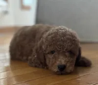Preston, a male Poodle - Toy  and Miniature Goldendoodle for sale in Monee, IL – 5 of 5