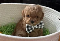 Kashmir Tiny, a male Cavapoo and Poodle - Toy  for sale in Monee, IL – 2 of 5