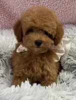 Pixie, a female Poodle - Toy  and Miniature Goldendoodle for sale in Monee, IL – 5 of 5
