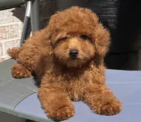 Oakley AKC, a male Poodle - Toy  for sale in Monee, IL – 2 of 5