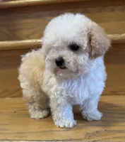 Scooter Teacup, a male Poodle - Toy  for sale in Monee, IL – 5 of 6