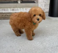 Roman AKC, a male Poodle - Toy  for sale in Monee, IL – 5 of 5