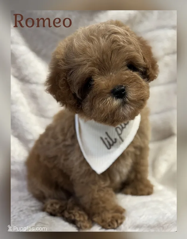 Romeo Tiny – Cavapoo, Poodle - Toy  puppy for sale in Monee, IL
