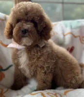 Pico Toy, a male Poodle - Toy  for sale in Monee, IL – 6 of 6