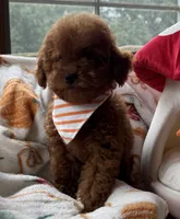 Rocket, a male Cavapoo and Poodle - Toy  for sale in Monee, IL – 2 of 6