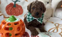 Tater AKC Tiny Toy, a male Poodle - Toy  for sale in Monee, IL – 4 of 6