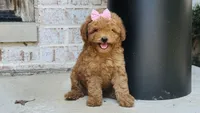 Pixie, a female Poodle - Toy  and Miniature Goldendoodle for sale in Monee, IL – 4 of 5
