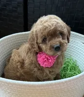 Kara, a female Cavapoo and Poodle - Toy  for sale in Monee, IL – 6 of 6