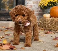 Pico, a male Poodle - Toy  and Poodle - Miniature  for sale in Monee, IL – 3 of 4