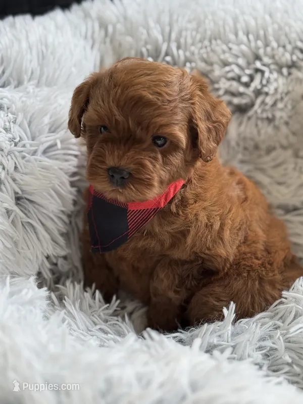 Kenzo – Cavapoo, Poodle - Toy  puppy for sale in Monee, IL