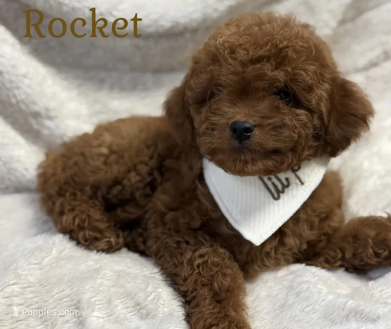 Rocket – Cavapoo, Poodle - Toy  puppy for sale in Monee, IL