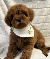 Rio, a male Cavapoo and Poodle - Toy  for sale in Monee, IL – 5 of 5