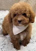 Pierre, a male Poodle - Toy  and Miniature Goldendoodle for sale in Monee, IL – 5 of 5