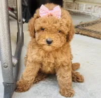 Pixie, a female Poodle - Toy  and Miniature Goldendoodle for sale in Monee, IL – 1 of 5