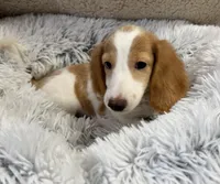 Stogie AKC , a male Miniature Dachshund for sale in Monee, IL – 4 of 5