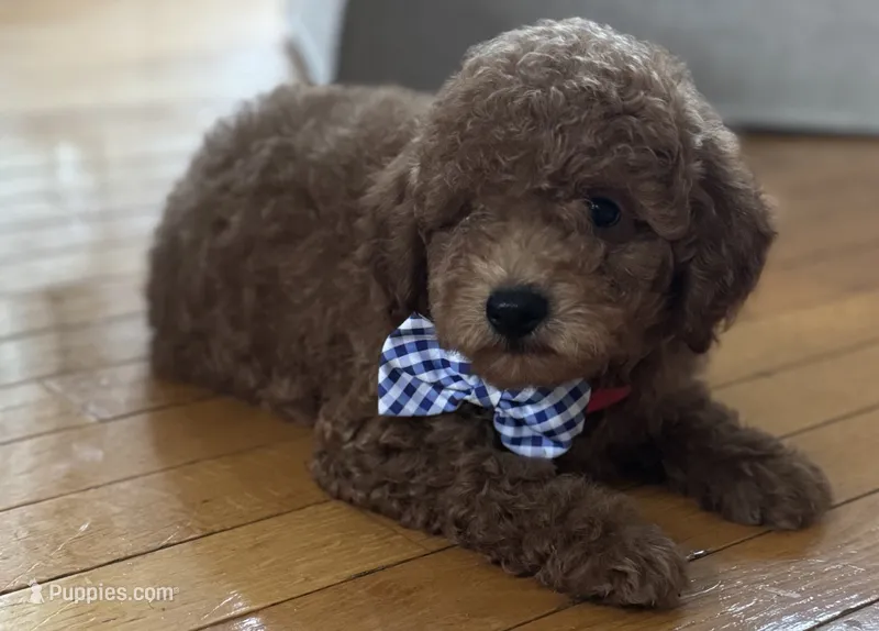 Preston – Poodle - Toy , Miniature Goldendoodle puppy for sale in Monee, IL