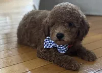 Preston, a male Poodle - Toy  and Miniature Goldendoodle for sale in Monee, IL – 1 of 5