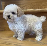 Scooter Teacup, a male Poodle - Toy  for sale in Monee, IL – 2 of 6