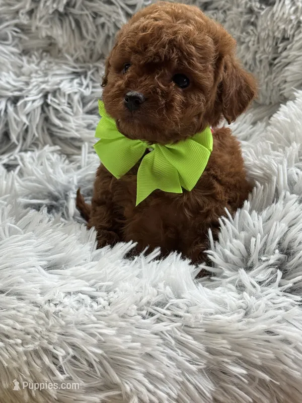 Kale – Cavapoo, Poodle - Toy  puppy for sale in Monee, IL