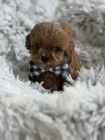 Kashmir Tiny, a male Cavapoo and Poodle - Toy  for sale in Monee, IL – 5 of 5