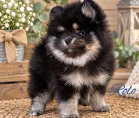 Rolo(tiny), a male Pomeranian for sale in Monee, IL – 2 of 4