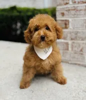 Ollie AKC, a male Poodle - Toy  for sale in Monee, IL – 4 of 6