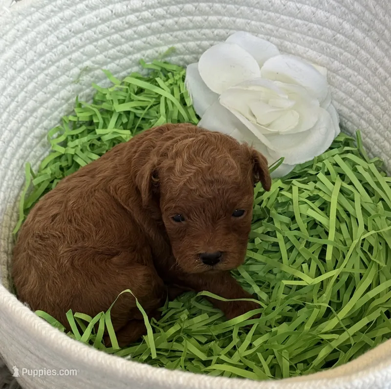 Kale – Cavapoo, Poodle - Toy  puppy for sale in Monee, IL