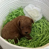 Kale, a male Cavapoo and Poodle - Toy  for sale in Monee, IL – 3 of 5