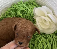 Kale, a male Cavapoo and Poodle - Toy  for sale in Monee, IL – 2 of 5