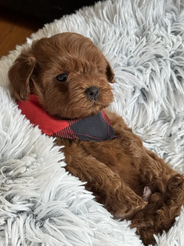 Kenzo – Cavapoo, Poodle - Toy  puppy for sale in Monee, IL