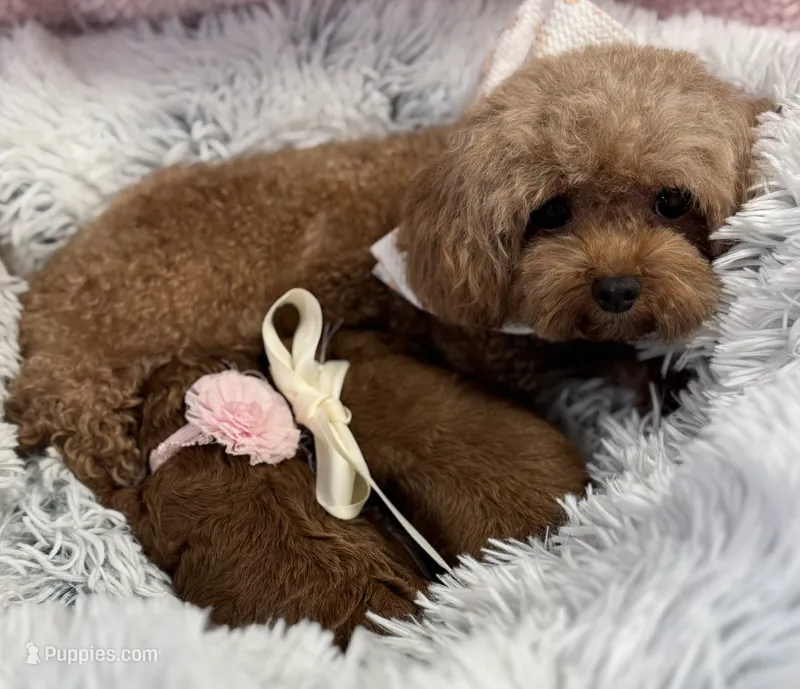 Tiny babies – Poodle - Toy  puppy for sale in Monee, IL