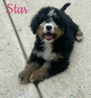 Star , a female Poodle - Miniature  and Miniature Bernedoodle for sale in Monee, IL – 3 of 3
