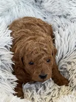 Preston, a male Poodle - Toy  and Miniature Goldendoodle for sale in Monee, IL – 2 of 4