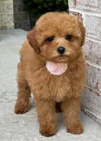 Ava AKC, a female Poodle - Toy  for sale in Monee, IL – 2 of 4