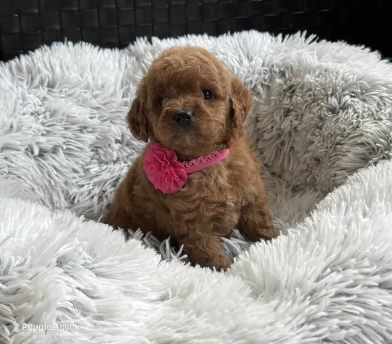 Kara – Cavapoo, Poodle - Toy  puppy for sale in Monee, IL