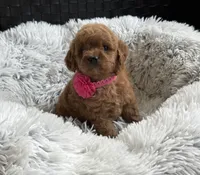 Kara, a female Cavapoo and Poodle - Toy  for sale in Monee, IL – 2 of 6