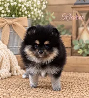 Raven, a female Pomeranian for sale in Monee, IL – 4 of 4