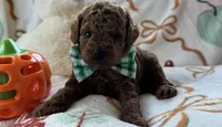 Tater AKC Tiny Toy, a male Poodle - Toy  for sale in Monee, IL – 3 of 6