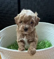 Klover Tiny, a male Cavapoo and Poodle - Toy  for sale in Monee, IL – 5 of 6