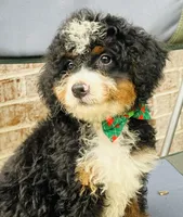 Benji, a male Poodle - Miniature  and Miniature Bernedoodle for sale in Monee, IL – 2 of 3