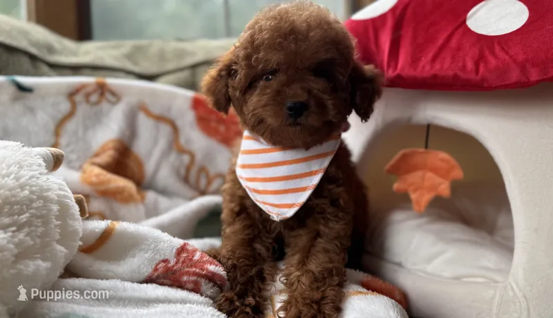 Rocket – Cavapoo, Poodle - Toy  puppy for sale in Monee, IL