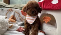 Rocket, a male Cavapoo and Poodle - Toy  for sale in Monee, IL – 3 of 6